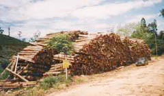 Eucaliptus timber yard